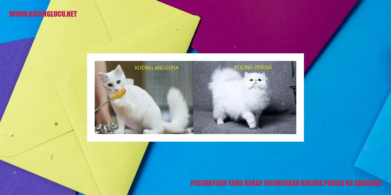 Bandingkan Kucing Persia dan Anggora