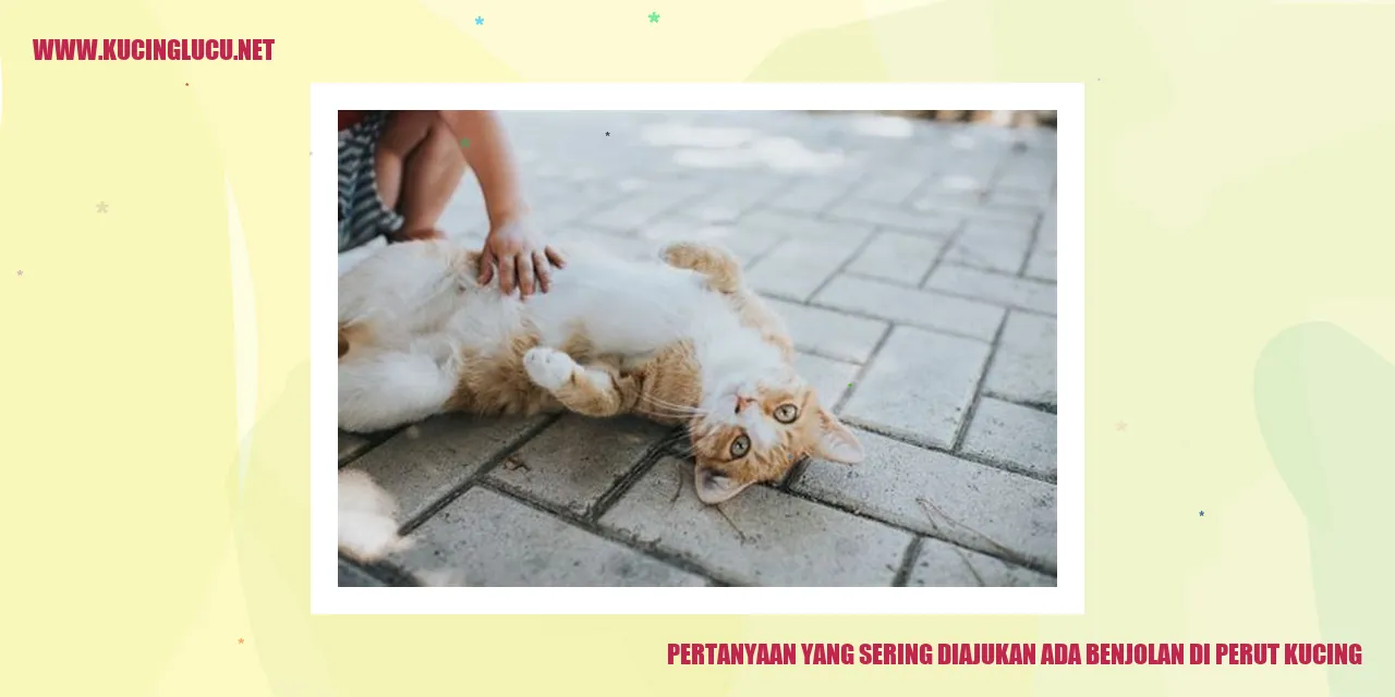 Benjolan di Perut Kucing
