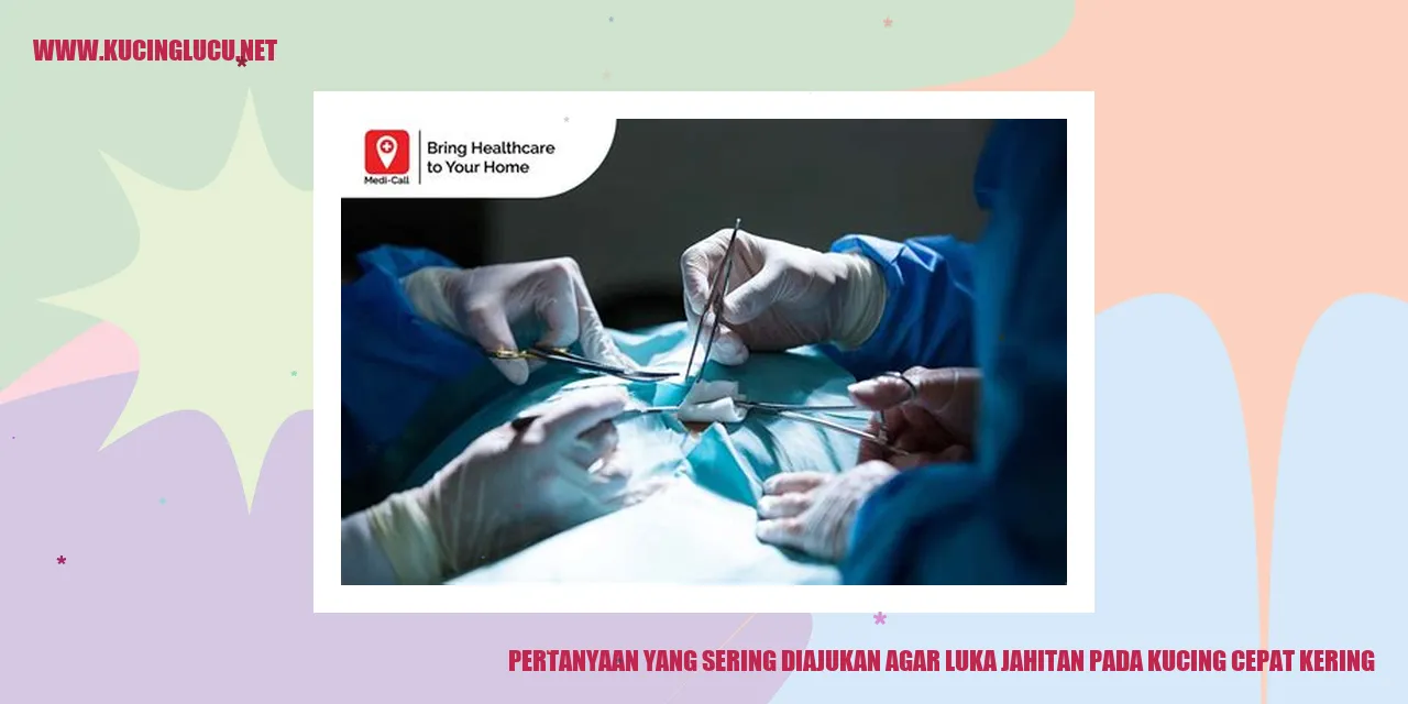 Luka jahitan pada kucing