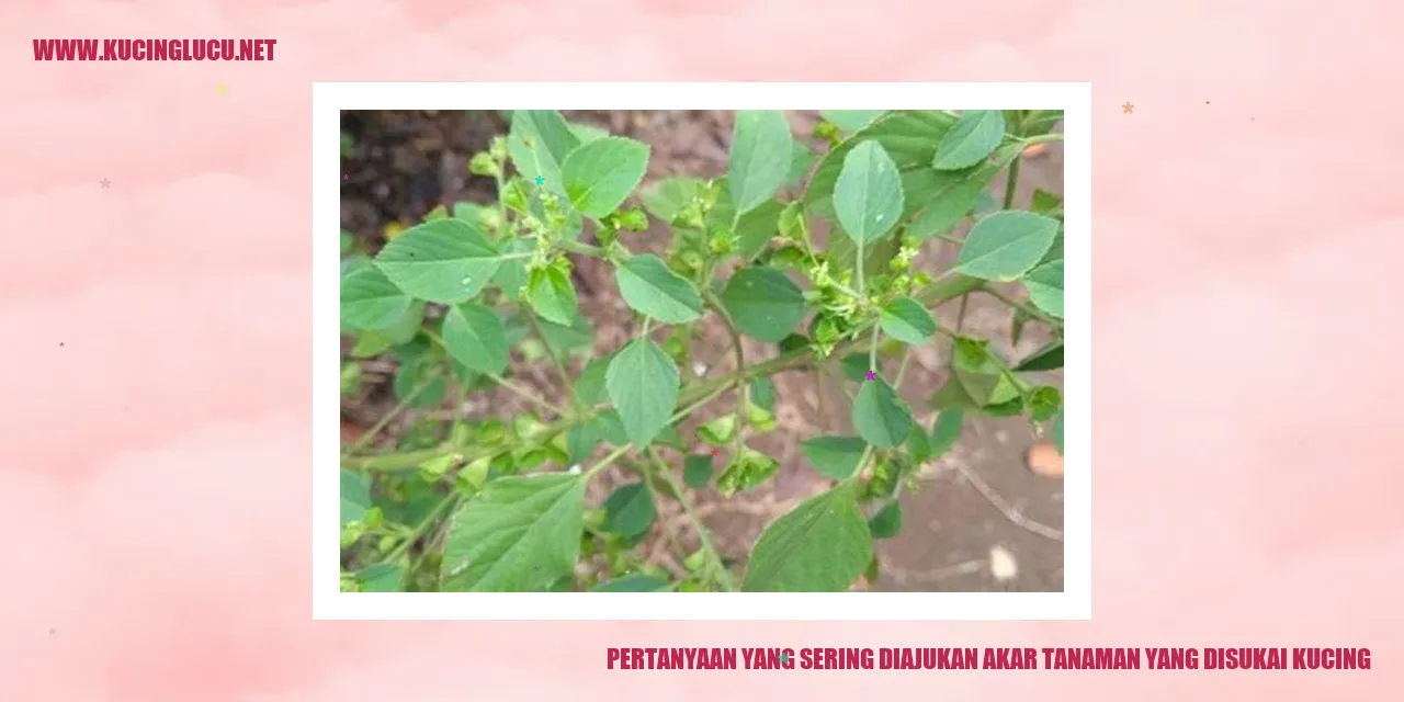 gambar akar tanaman yang disukai kucing