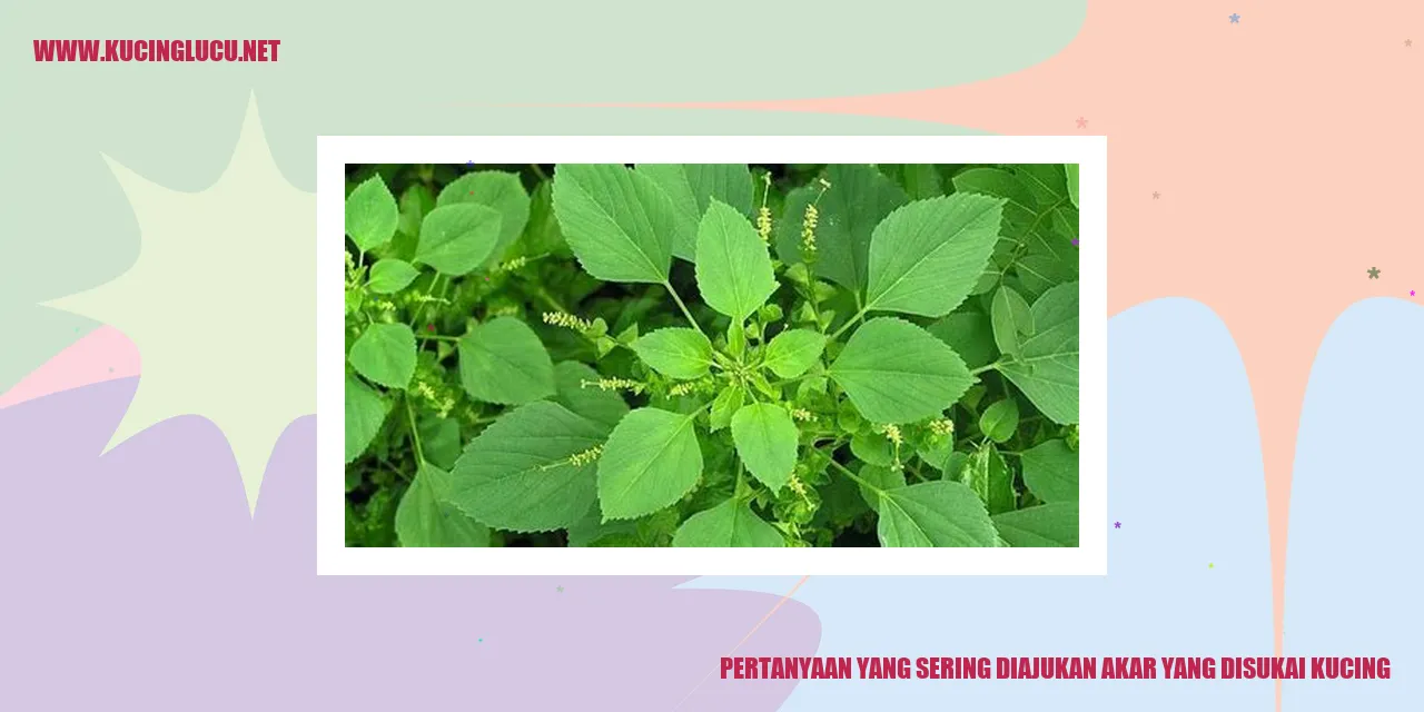 Gambar akar yang disukai kucing