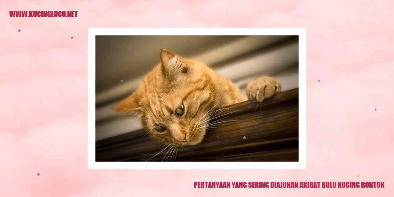 Bulu kucing rontok