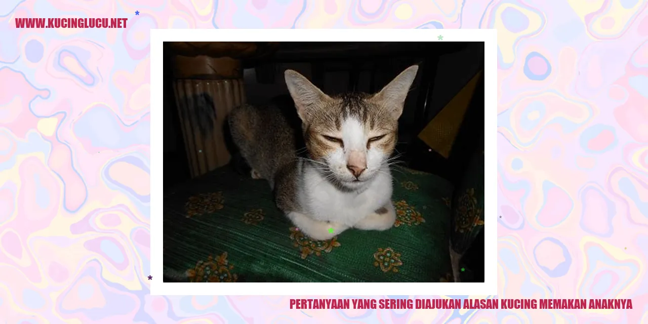 Pertanyaan yang Sering Diajukan alasan kucing memakan anaknya