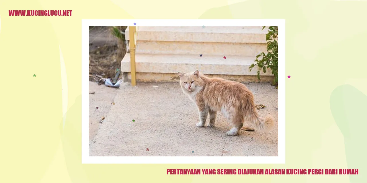 Ilustrasi kucing pergi dari rumah