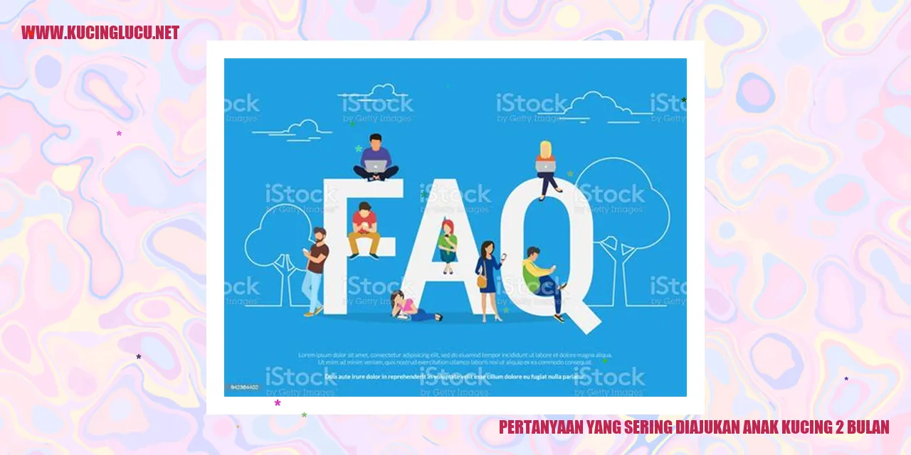 Anak Kucing 2 Bulan