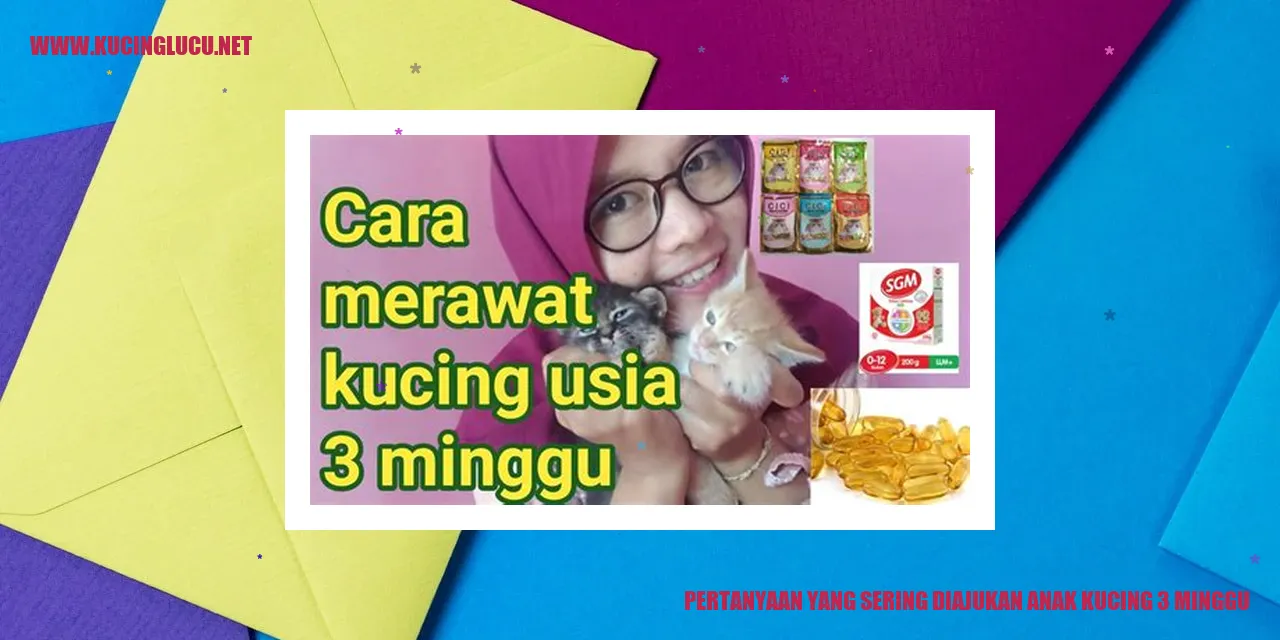 Gambar Anak Kucing 3 Minggu