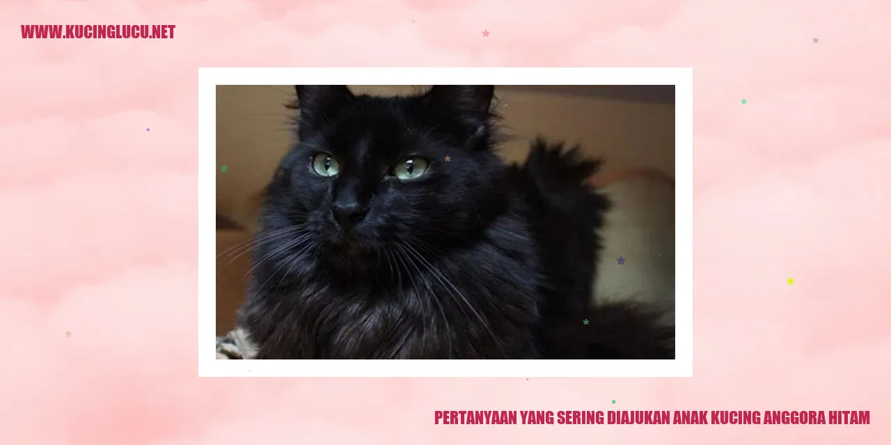 Gambar anak kucing anggora hitam