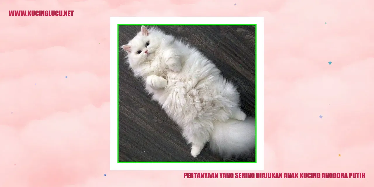 Gambar Kucing Anggora Putih
