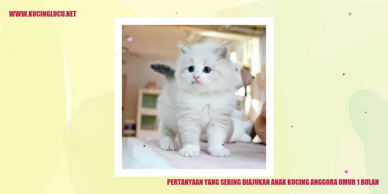 Gambar anak kucing anggora