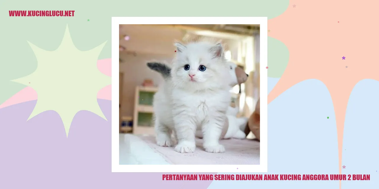 anak kucing anggora
