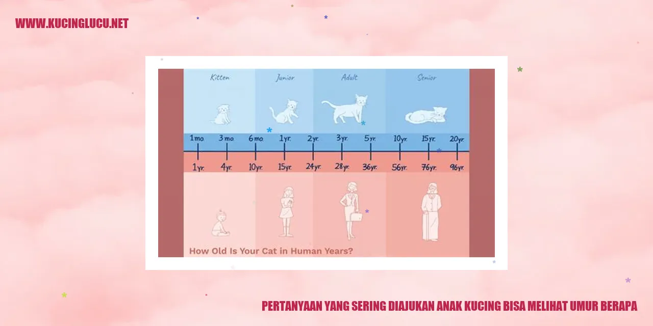 Gambar anak kucing