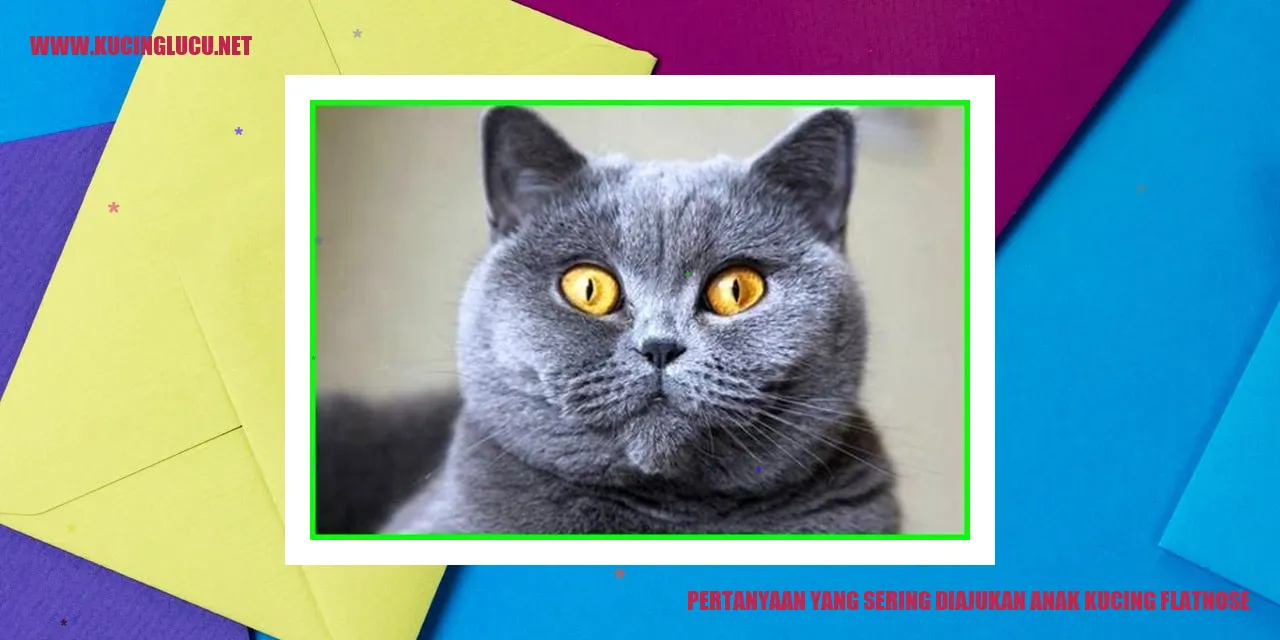 Kucing Flatnose