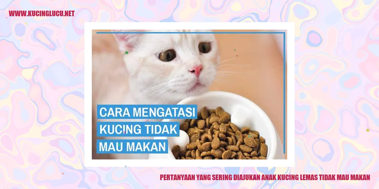 gambar anak kucing lemas tidak mau makan