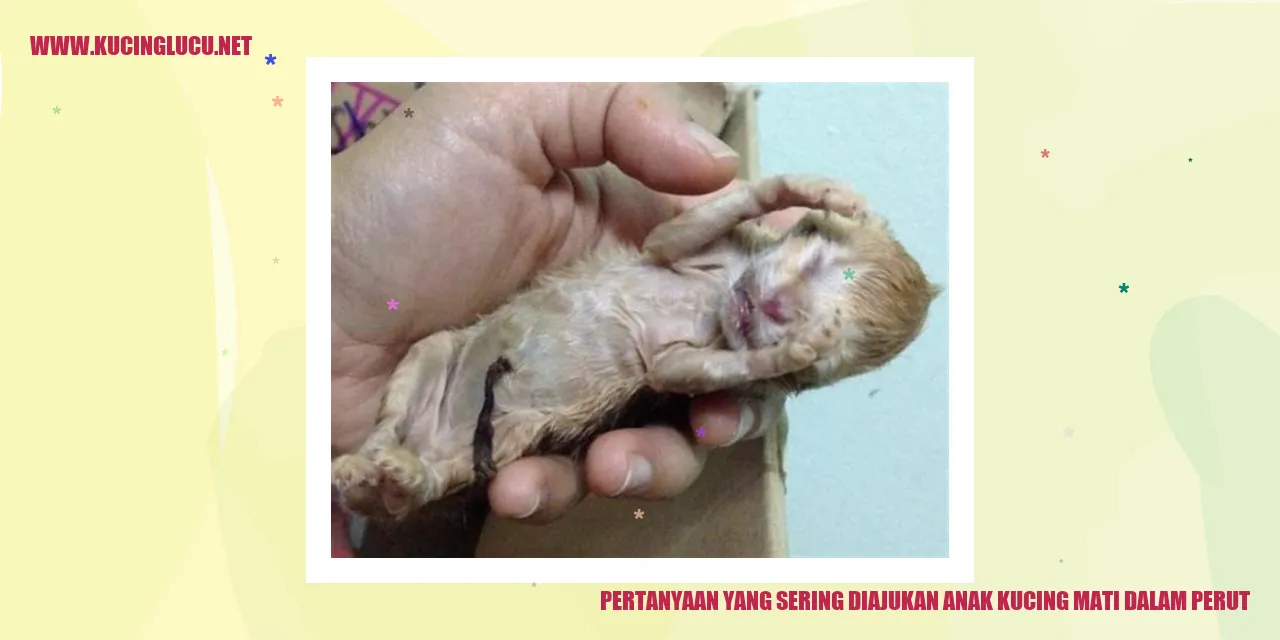 Gambar Anak Kucing Mati dalam Perut