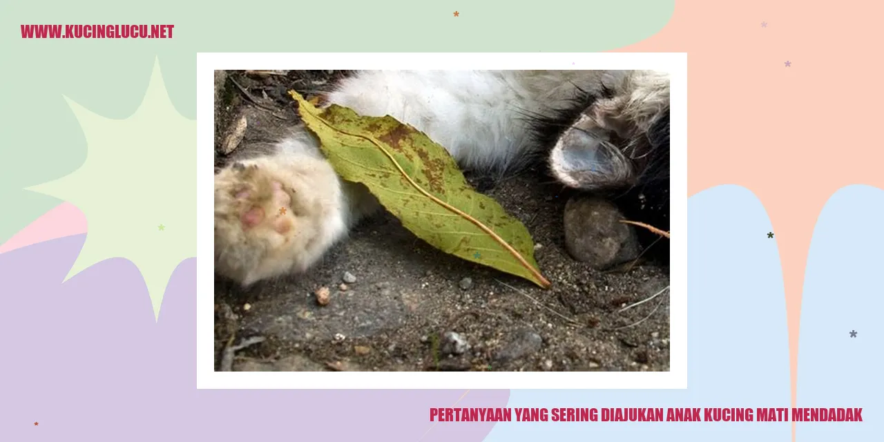 Gambar anak kucing yang sedang tidur