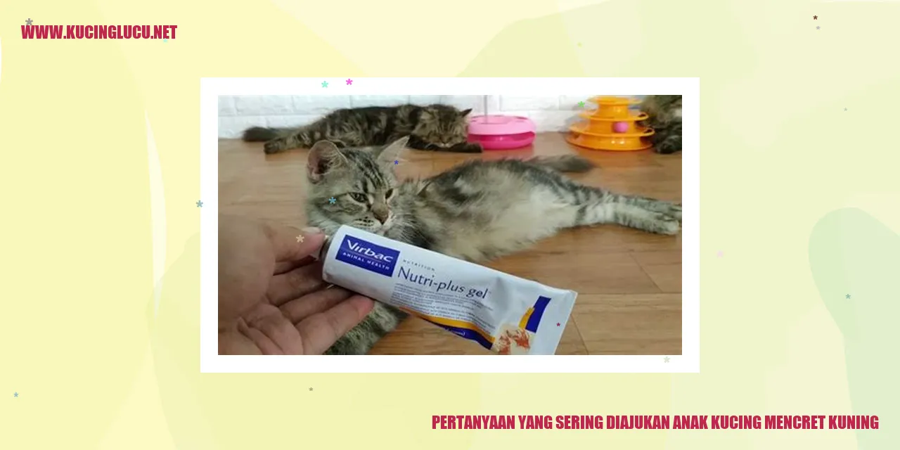 gambar anak kucing mencret kuning