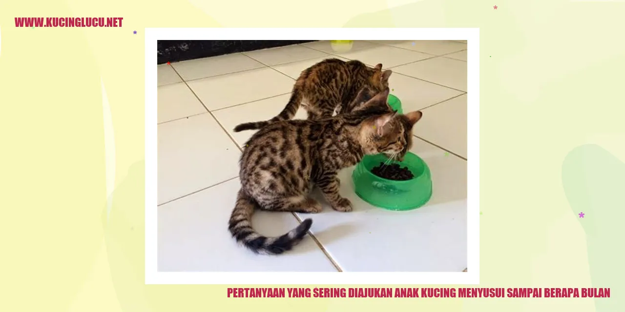 Anak Kucing Menyusui