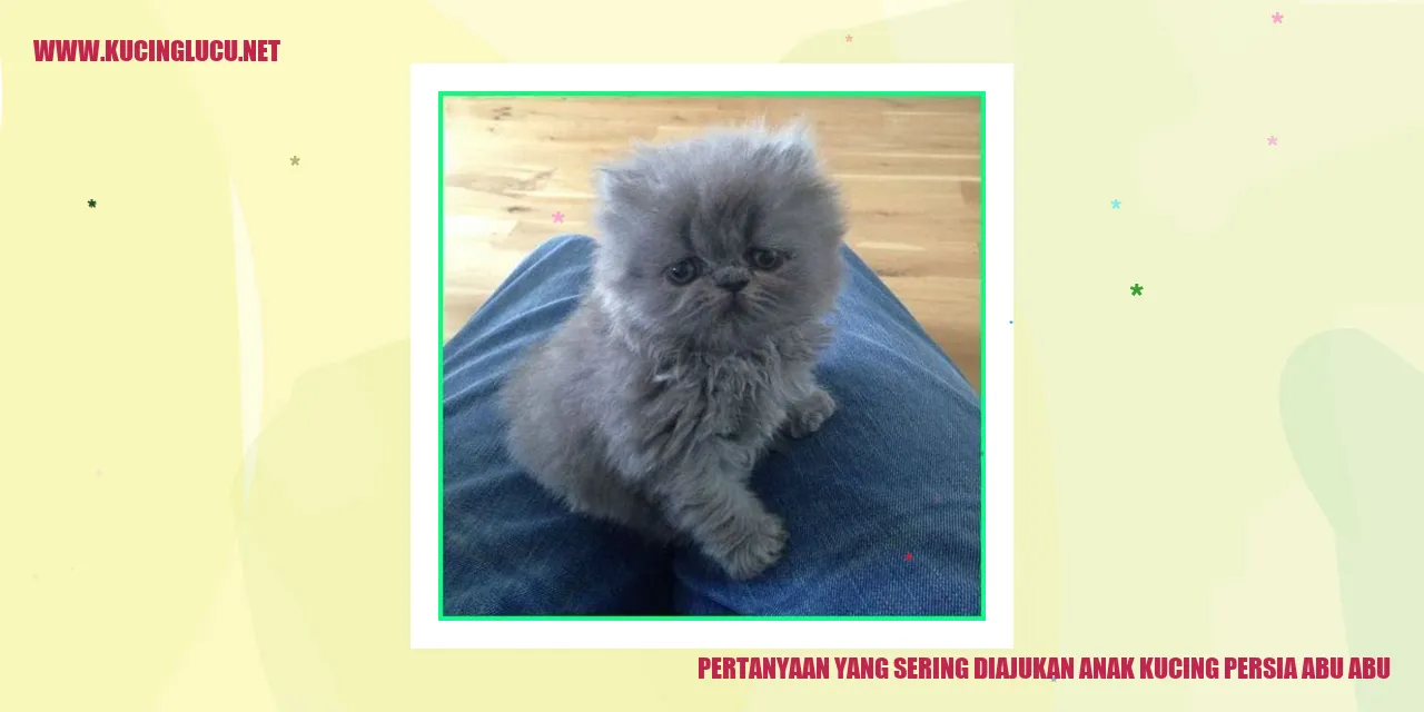 Anak Kucing Persia Abu-abu