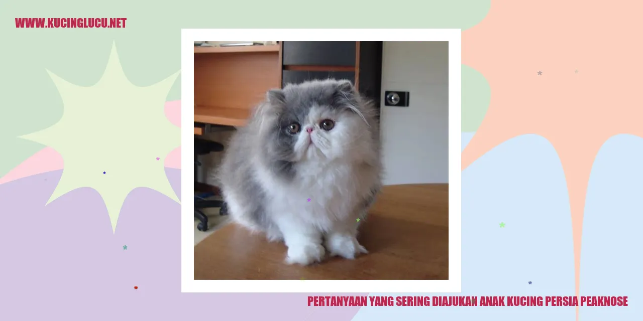 Gambar kucing persia peaknose