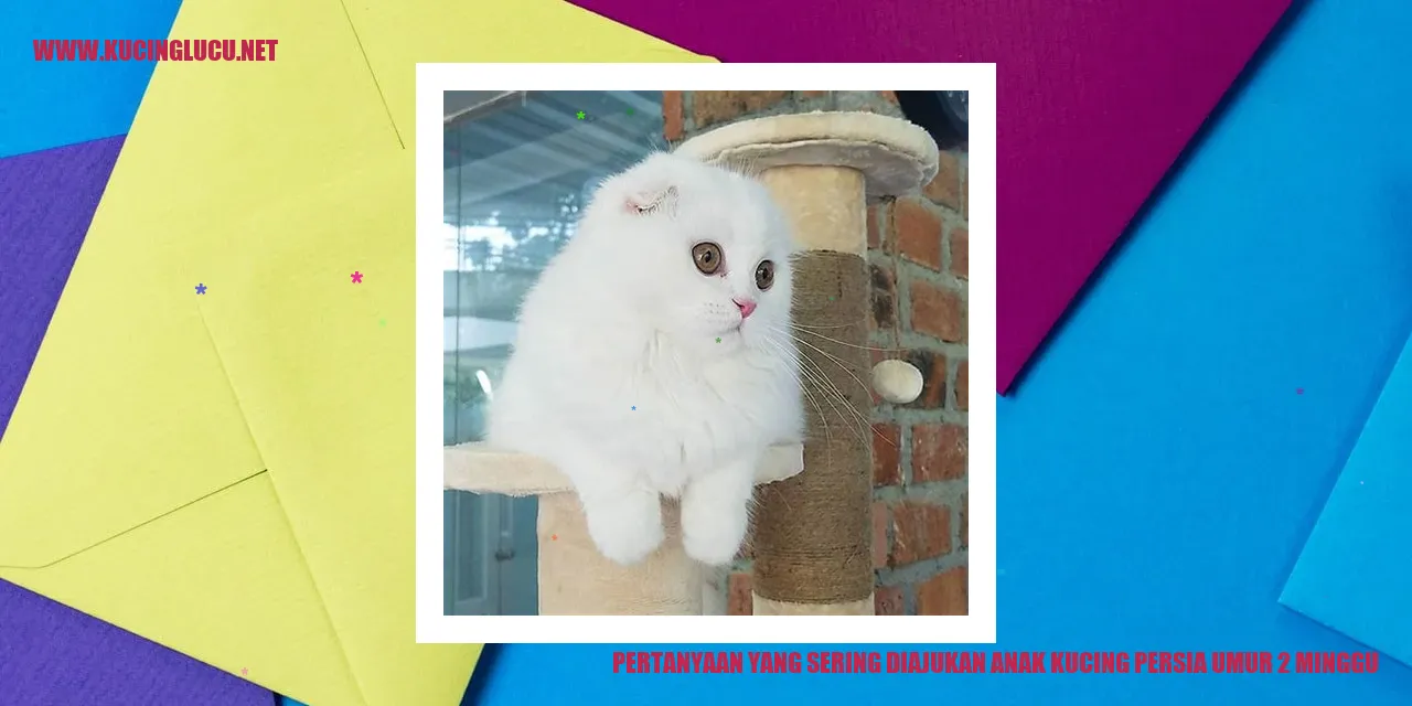 Anak Kucing Persia Umur 2 Minggu