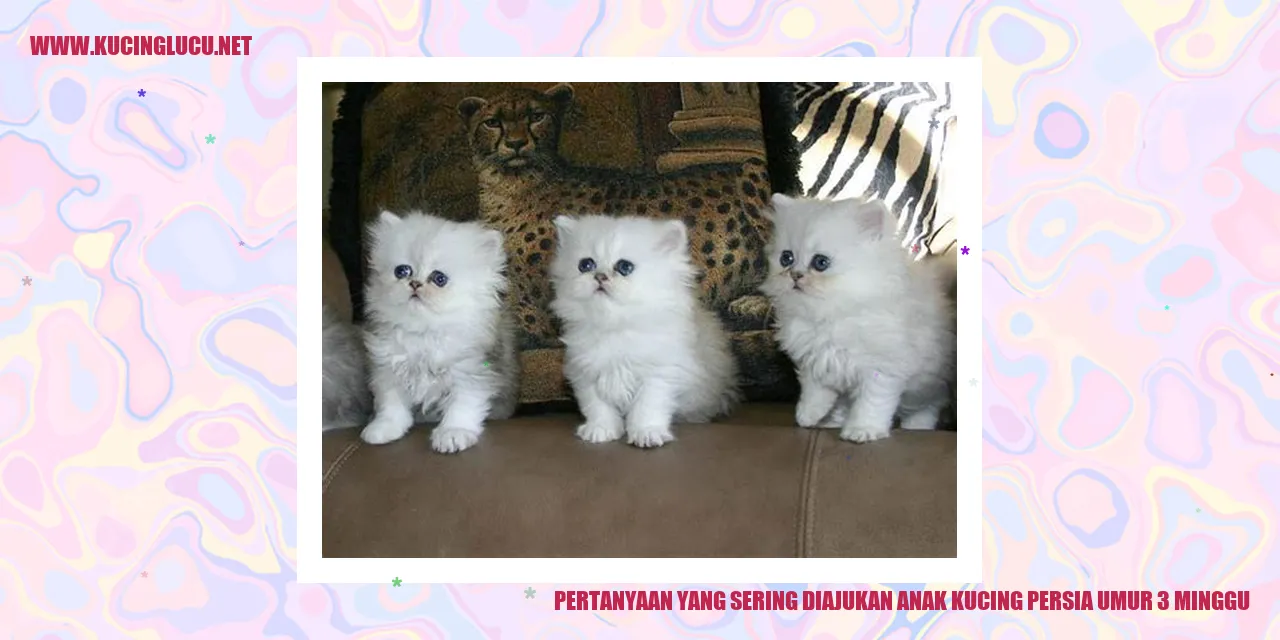 Anak Kucing Persia Usia 3 Minggu