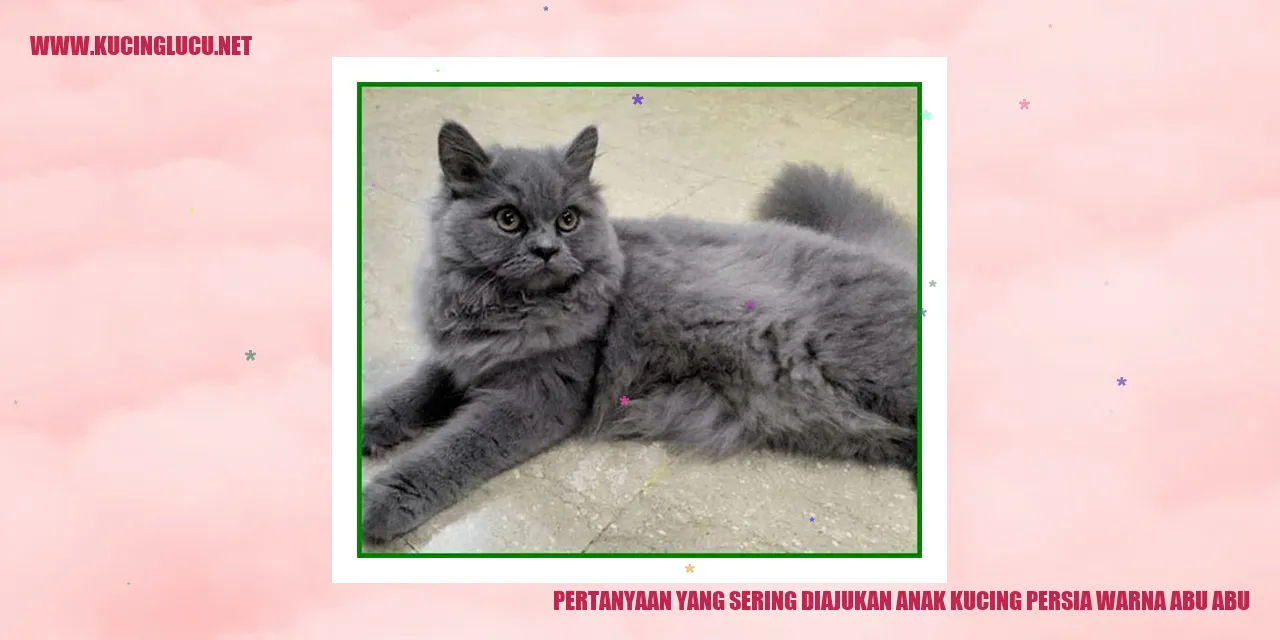 Anak Kucing Persia Warna Abu-abu
