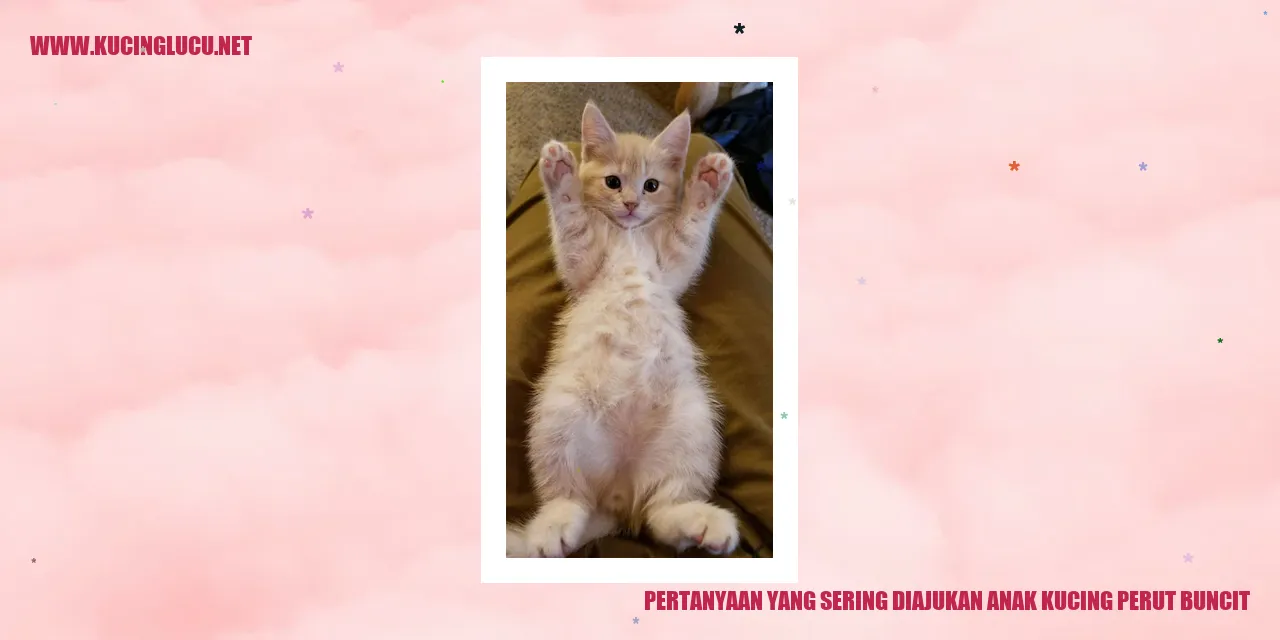 Gambar Kucing dengan Perut Buncit