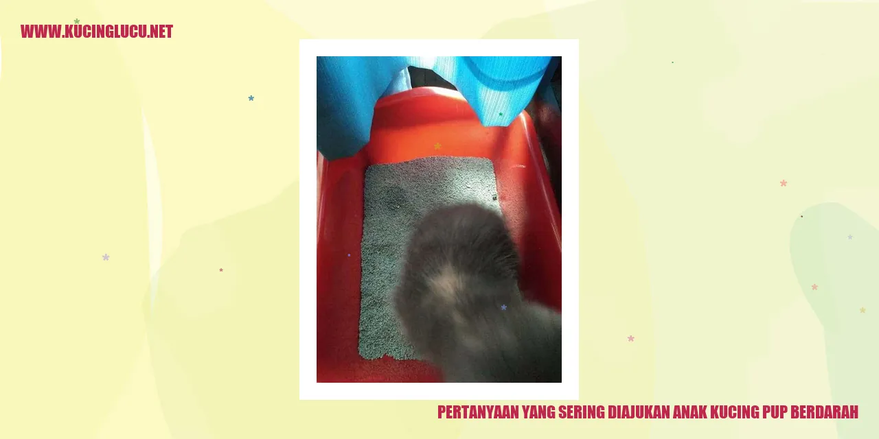 Gambar Anak Kucing Pup Berdarah