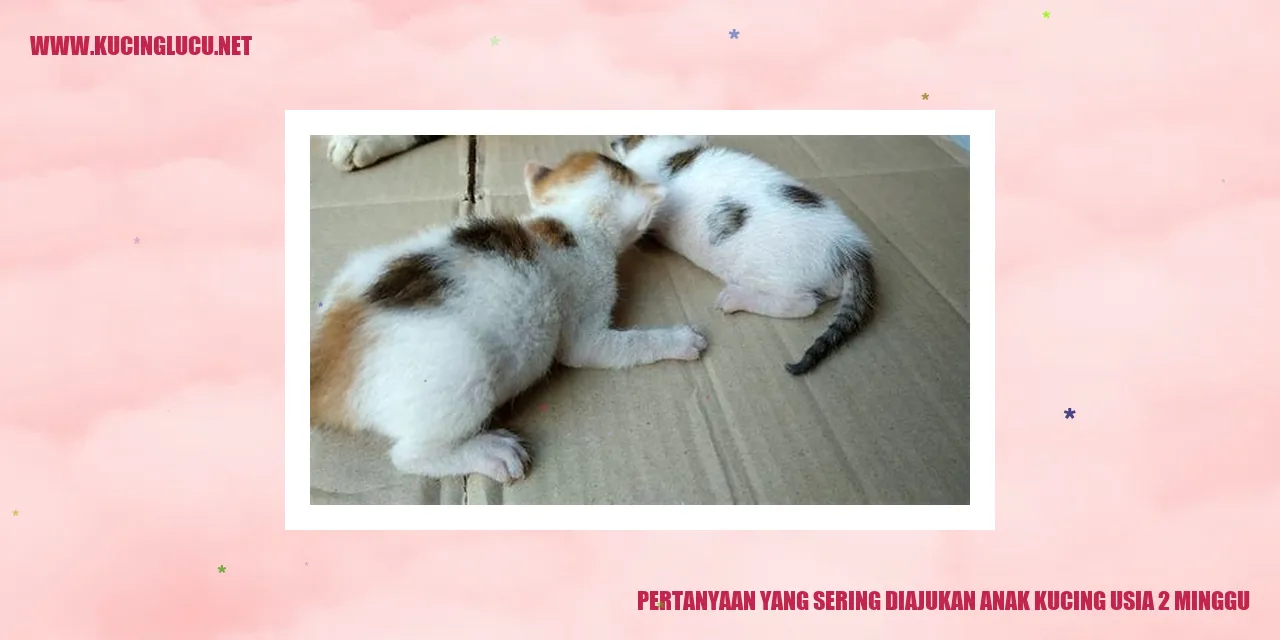 Anak Kucing Usia 2 Minggu