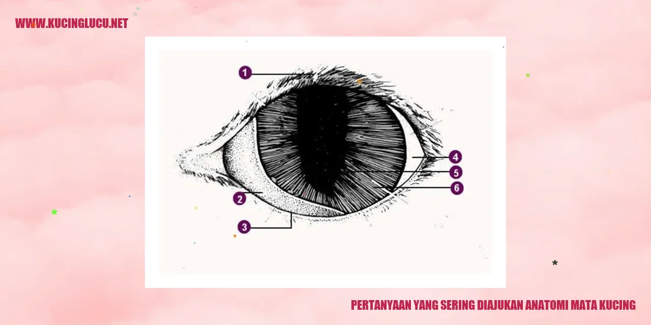 Gambar Kucing dengan Mata Menawan