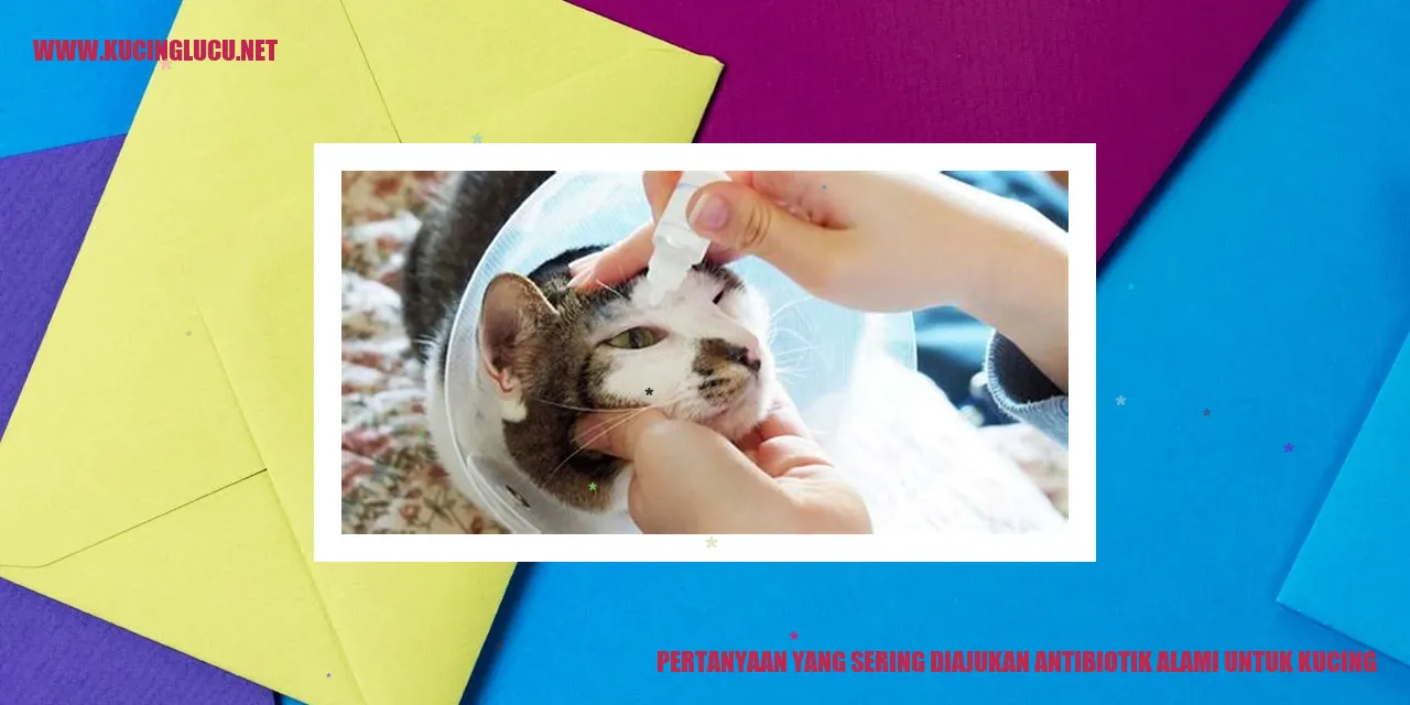 Gambar kucing