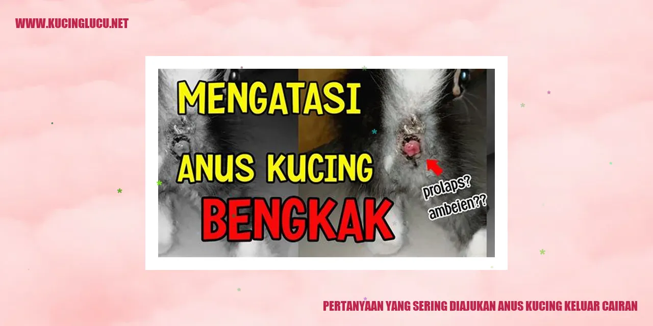Anus Kucing Keluar Cairan