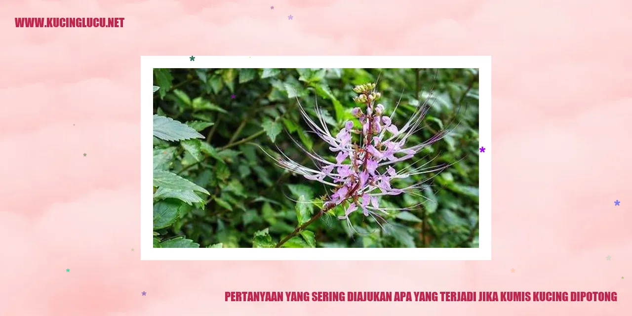 Gambar Kumis Kucing