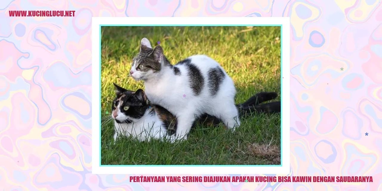 Gambar menggambarkan pertanyaan apakah kucing dapat kawin dengan saudaranya
