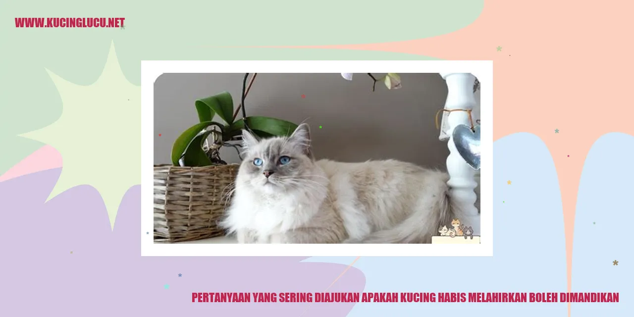 Kucing yang baru melahirkan