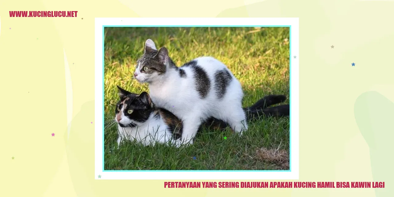 Kucing Hamil Bisa Kawin Lagi