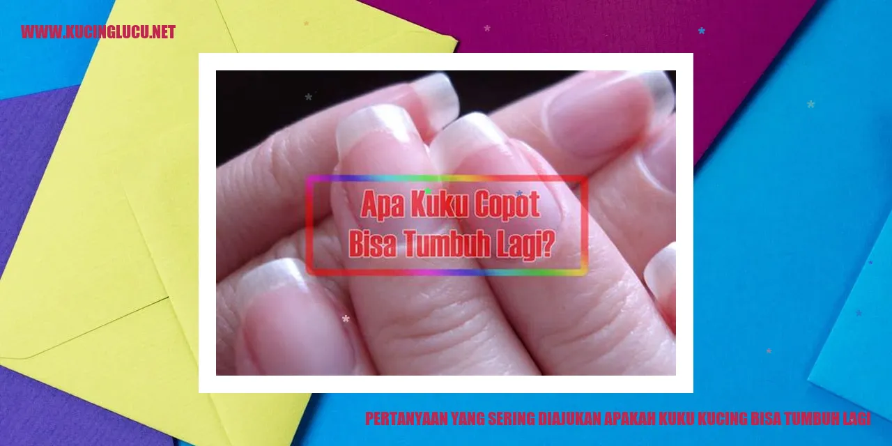 Kuku Kucing