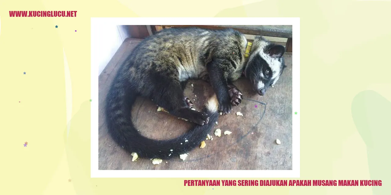 Gambar Musang dan Kucing