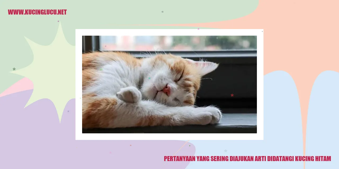 gambar kucing hitam