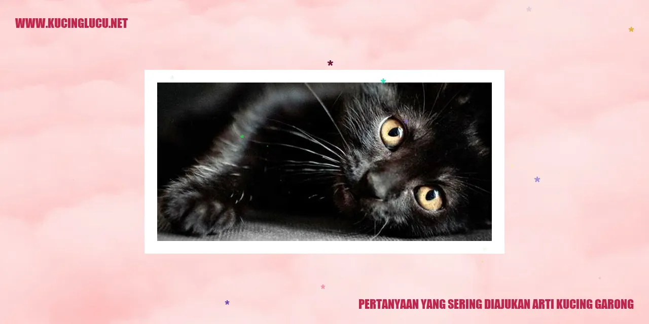 Gambar kucing garong