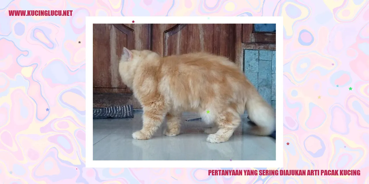 Gambar Pacak Kucing