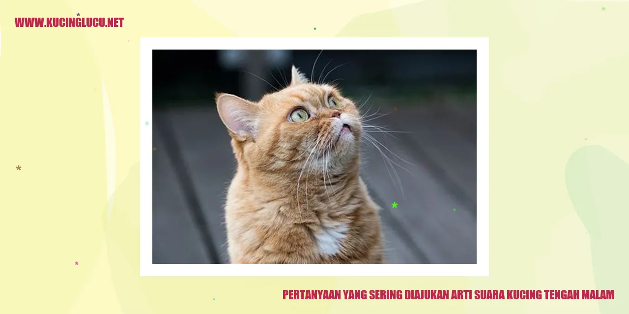 Suara kucing tengah malam