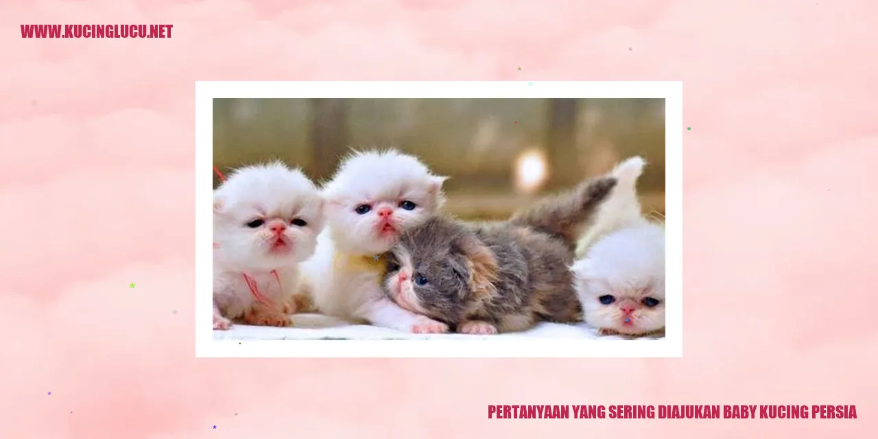 Gambar Baby Kucing Persia