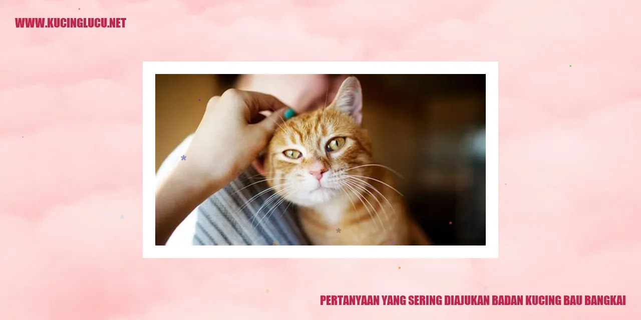 gambar kucing bau bangkai
