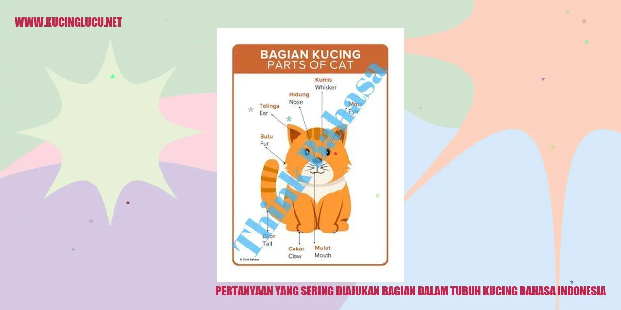 gambar kucing tidur