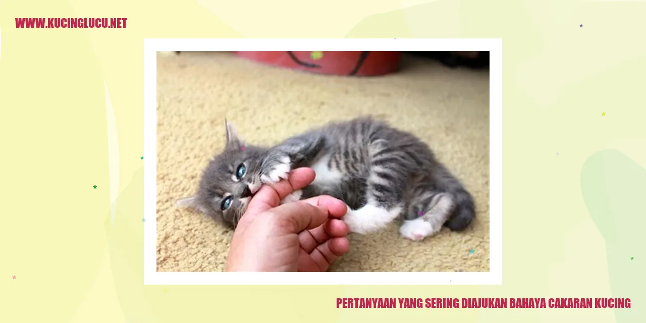 Gambar kucing menggaruk