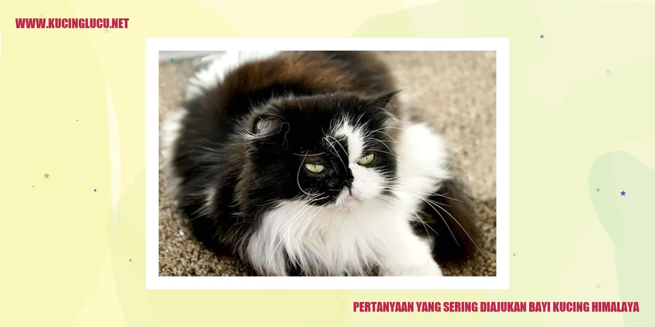 Bayi Kucing Himalaya