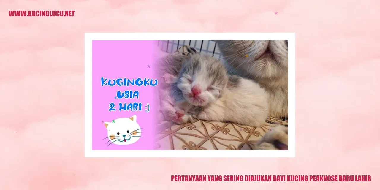 Foto Kitten Peaknose