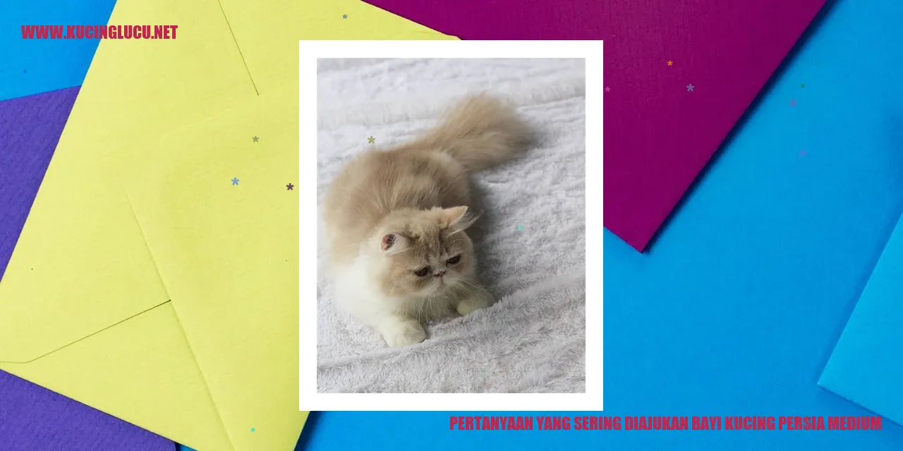Kucing Persia Medium