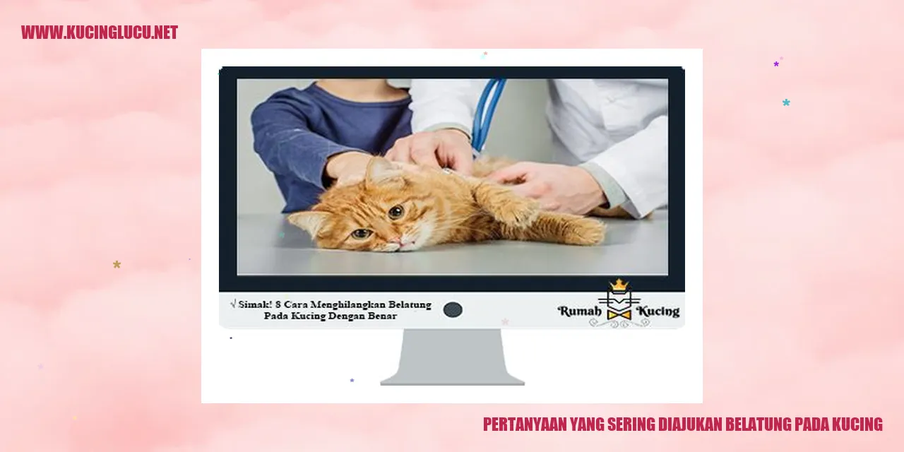 Gambar Kucing dengan Belatung
